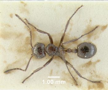 Media type: image;   Entomology 20790 Aspect: habitus dorsal view